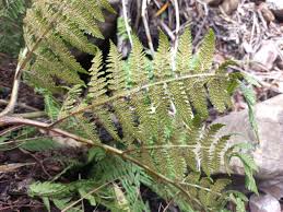 Image result for Hypolepis sparsisora