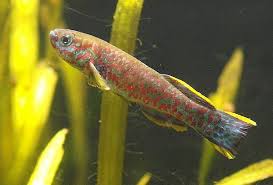 Room Temperature Aquarium No Heater No Problem Aquarium Fish Aquarium Live Plants