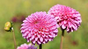 Maybe you would like to learn more about one of these? Yuk Intip Nama Nama Bunga Terindah Di Dunia Ini Kepogaul