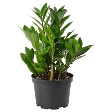 Image result for Zamiokulkas Zamioculcas