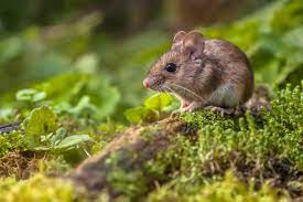 You need to be attentive to the changes in the crab and keep a close watch over you should take some extra care of it at this time. Mouse Pregnancy Stages Cuteness