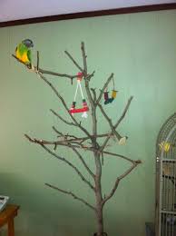 Something like a bird perch is perfect for a pet bird who needs entertainment. Parrot Play Gym On A Budget 7 Steps Instructables