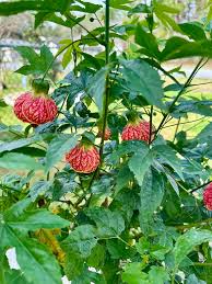 Image result for Abutilon sp.no.1