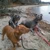 Anchor animal hospital, dartmouth, ma. Anchor Animal Hospital Inc Linkedin