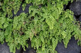 Image result for Adiantum soboliferum