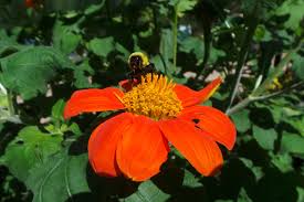 Image result for Tithonia rotundifolia