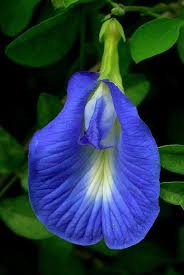 Image result for Clitoria