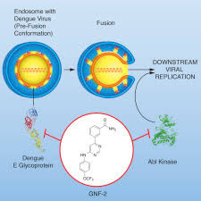 Dengue is a tropical disease caused by mosquitoes carrying the dengue virus. Gnf 2 Inhibits Dengue Virus By Targeting Abl Kinases And The Viral E Protein Sciencedirect