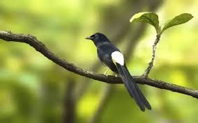 Berandaburungburung murai batuperkembangan anakan murai batu dalam gambar. Cara Cepat Merontokan Bulu Burung Murai Batu Contoh Lif Co Id