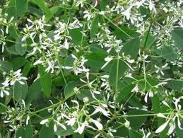 Image result for Euphorbia graminea