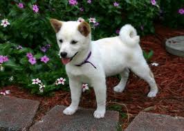 Midwest shiba inu rescue (msir) is based in chicago and has foster dogs available in various states in the midwest. A Guide To Shiba Inu Training Canna Pet