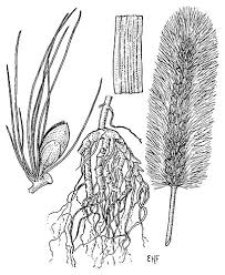 Image result for Setaria parviflora