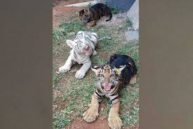 Priyanka chopra, rajkummar rao, adarsh gourav genre: Chennai Zoo S White Tiger Gives Birth To Rare Black Cubs Dtnext In