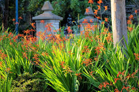 Image result for Afroqueta capensis