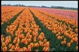 صور حقل من الأزهار الرائعة Photo Hd Outdoor Photo Plants