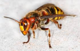 De hoornaar is een soort 'megawesp', ofwel een uit de kluiten gegroeide wesp waarom we de aziatische hoornaar niet graag op eigen bodem aantreffen? Aziatische Hoornaar Moet Bestreden Worden Voor Hij Zich Over Nederland Verspreidt Max Vandaag