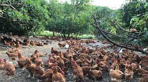 How To Start A Poultry Farm Business In The Philippines (2021) - The Big  Book Project