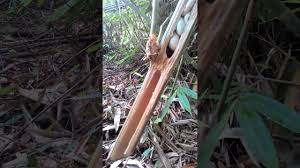 We did not find results for: Bambu Tembus Kumbang Aneh Ajaib Dan Katanya Bertuah By Antixzone