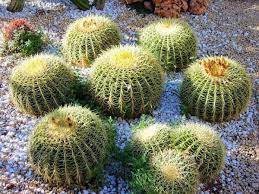 En este tutorial os enseñamos cómo sacar hijos de un cactus madre para su reproducción. Como Reproducir Cactus Por Esquejes Guia Facil