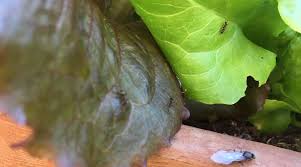 Native fire ants in the south sting and bite, making them unpleasant visitors to the garden. Ants In Your Plants