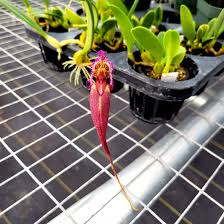 Image result for Bulbophyllum schinzianum