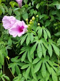 Image result for Ipomoea mauritiana
