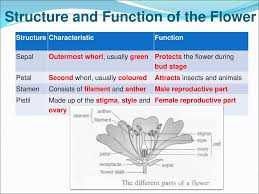 The male part of the flower is called stamen each stamen consists of an anther and a filament the anther produces pollen grains the pollen grains contain the male gametes pollen grains are of different sizes, shapes and appearances. 4 8 Sexual Reproductive System Of Flowering Plants Ppt Download