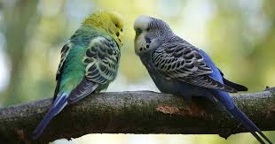 Is your parakeet is male or female? When Finding A Mate Intelligence Matters To Female Parakeets
