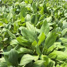 Image result for Renealmia susanneae-katziae