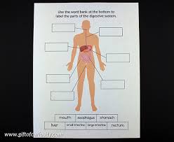 Webgl is required (google chrome recommended). Label The Parts Of The Body System Gift Of Curiosity