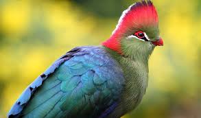 Image result for Turraea fischeri