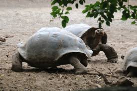 Image result for Chelonoidis microphyes