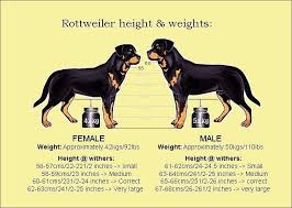 Rottweiler Heights And Weights Chart Rottweiler Training