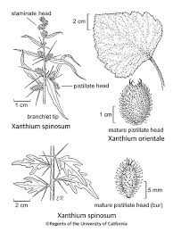 Image result for Xanthium