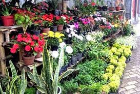 Bunga sepatu termasuk dalam keluarga malvaceae, mudah di temukan karena biasanya sering dijadikan tanaman hias untuk mempercantik pekarangan rumah. Bunga Bunga Indah Yang Mudah Tumbuh Di Rumah Mediatani