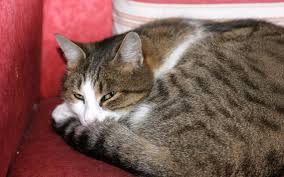 Garde D Animaux Partez Serein Un Pet Sitter Va S Occuper De Votre Chat Le Parisien