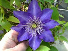 4 out of 5 stars. Clematis Multi Blue Taylors Clematis