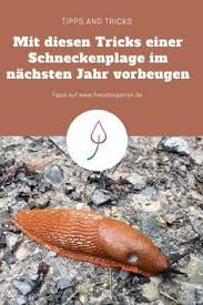Im Herbst Schnecken Bekampfen Schnecken Im Garten Schnecken Schnecken Bekampfen