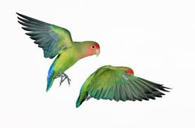 Stock Photos And Images Love Birds Drawing Beautiful Birds Bird Drawings