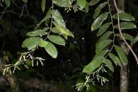 Image result for Dracaena laxissima