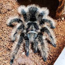 Tliltocatl Albopilosus Ex Albopilosum Nicaraguan Female Nicaraguan Curly Hair Tarantula Tarantulas For Sale