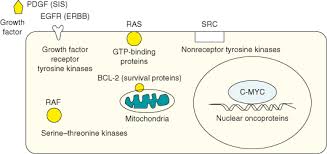 Image result for Oncogene