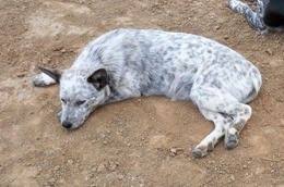 Maybe you would like to learn more about one of these? White Heeler