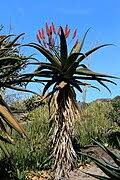 Image result for Aloe haroniensis