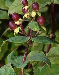 Image result for Psorospermum baumii