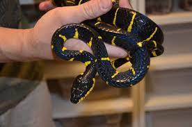 Mangrove Cat Snake Boiga Dendrophila Beautiful Snakes Reptiles And Amphibians Amphibians