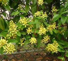 Image result for Tristellateia