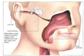 Best Home Remedies For Tonsillitis Health Is Wealth Human Ear Anatomy Ear Anatomy Eustachian Tube Dysfunction
