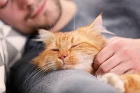 Following you could be a source of entertainment. Cat Too Demanding Needy 10 Signs Your Cat Is Being Too Clingy
