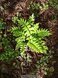 Jul 08, 2019 · the evergreen vintage jade® distylium is new to the plant scene and it is already a huge hit! Hardy Japanese Holly Fern Cyrtomium Fortunei Garden Org